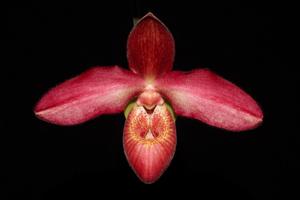 Phragmipedium Andean Fire