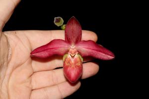 Phragmipedium Andean Fire