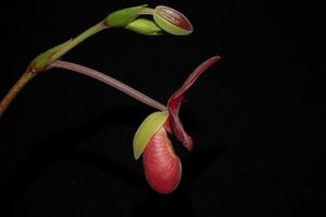 Phragmipedium Andean Fire