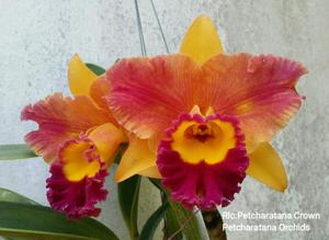 Rhyncholaeliocattleya Petcharatana Crown