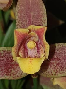 Lycaste Taurus