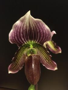 Paphiopedilum Harvest Dream