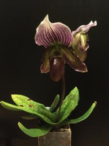 Paphiopedilum Harvest Dream