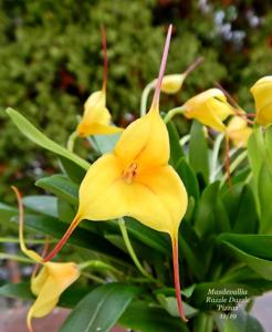 Masdevallia Razzle Dazzle