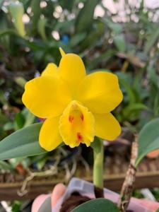 Cattleya Beaufort