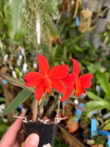 Cattleya Tiny Rubies