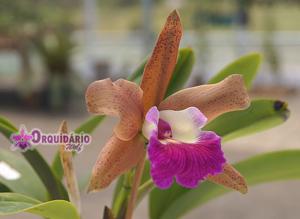 Cattleya Remula (1900)