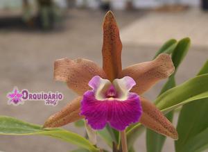 Cattleya Remula