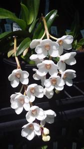 Sarcochilus Kulnura Snowflake