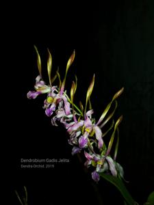 Dendrobium Gadis Jelita