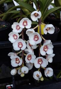 Sarcochilus Val