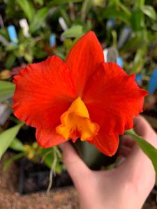 Cattleya Seagulls Apricot