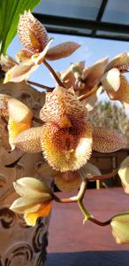 Catasetum Irma Scott