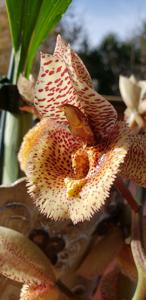 Catasetum Irma Scott