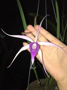 Brassocattleya Amethyst