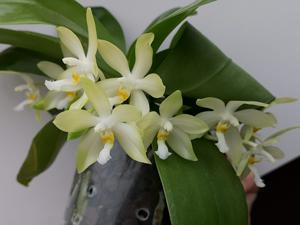 Phalaenopsis Margie Lane