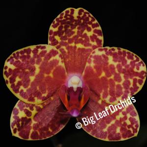 Phalaenopsis Salu Peoker