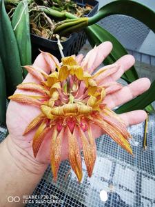 Bulbophyllum Lee Nam Fook