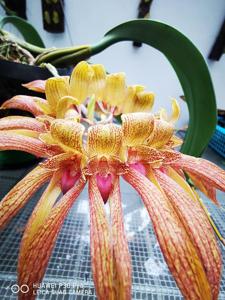 Bulbophyllum Lee Nam Fook