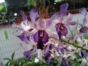 Dendrobium Memoria Frans Gama Cactus