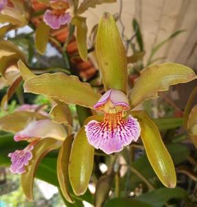 Cattleya Priscilla Ward