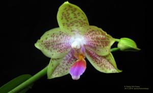 Phalaenopsis Chang Jhih Green