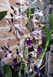 Dendrobium Henriette Bedie-Pink Lips