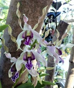 Dendrobium Luwin Park-ionoglossum