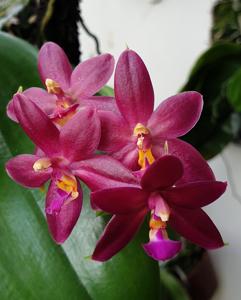 Phalaenopsis Valentinii