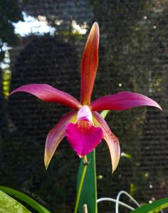 Brassocattleya Ancile Gloudon