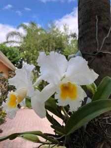 Cattleya Hawaiian Snowflake