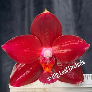 Phalaenopsis Mituo Red King