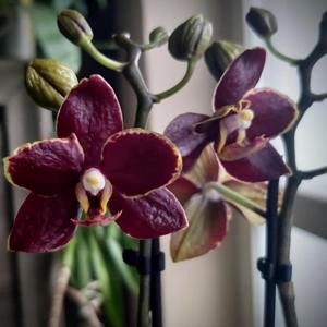 Phalaenopsis Sunrise Red Peoker