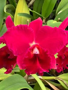 Rhyncholaeliocattleya Siao-Cing Beauty