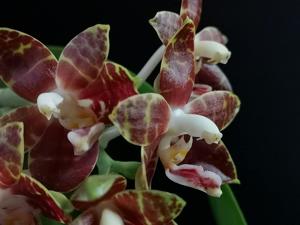 Phalaenopsis Jong's Ambotrana Cherry