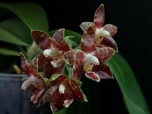 Phalaenopsis Jong's Ambotrana Cherry