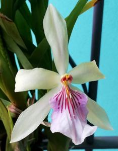 Miltonia Festiva