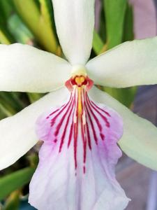 Miltonia Festiva