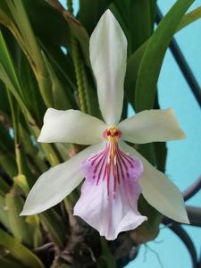 Miltonia Festiva