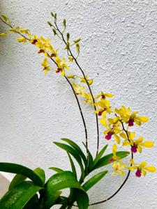 Dendrobium Neeraj Swaroop