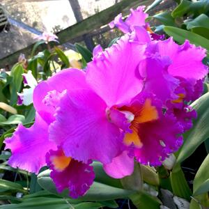 Rhyncholaeliocattleya Ikuko Akatsuka