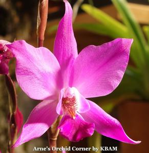 Laelia gouldiana