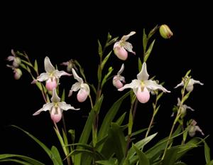 Phragmipedium Cardinale