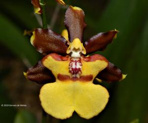 Oncidium Green Valley Honey