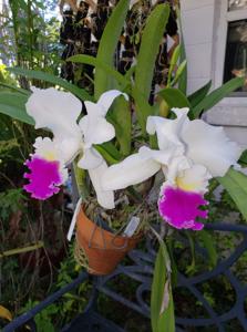 Cattleya Frank Wilson