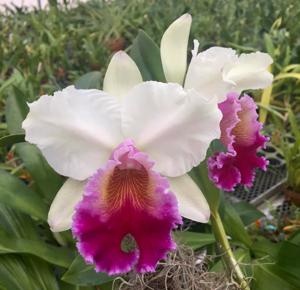 Rhyncholaeliocattleya Queen Elizabeth the Second