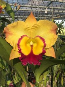 Rhyncholaeliocattleya Saeng U-Sa