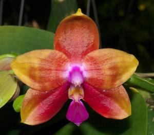 Phalaenopsis Chienlung Bear Ambo