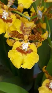 Oncidium Fah