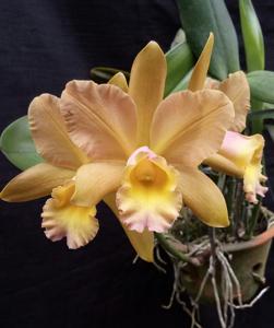 Rhyncholaeliocattleya Ademar Manarini